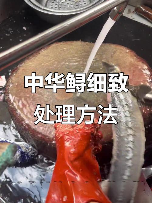 清蒸鱘龍魚圖片真實 清蒸鱘龍魚圖片真實 龍魚百科 第1張