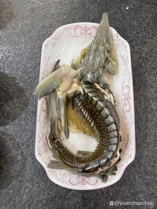 清蒸鱘龍魚圖片真實 清蒸鱘龍魚圖片真實 龍魚百科 第7張