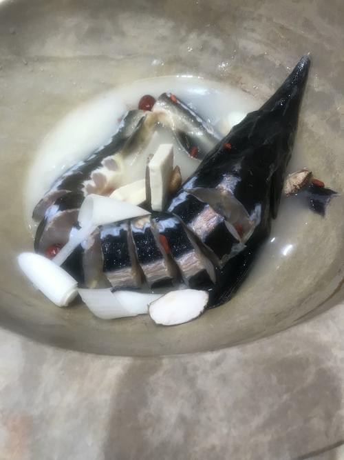 清蒸鱘龍魚圖片真實 清蒸鱘龍魚圖片真實 龍魚百科 第6張