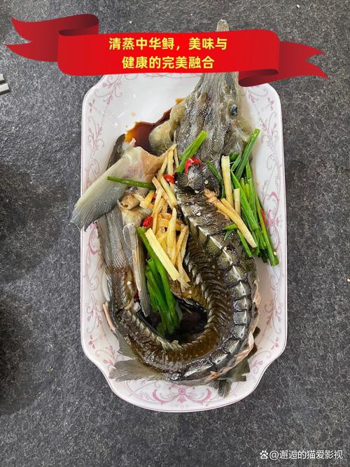 清蒸鱘龍魚圖片真實 清蒸鱘龍魚圖片真實 龍魚百科 第14張