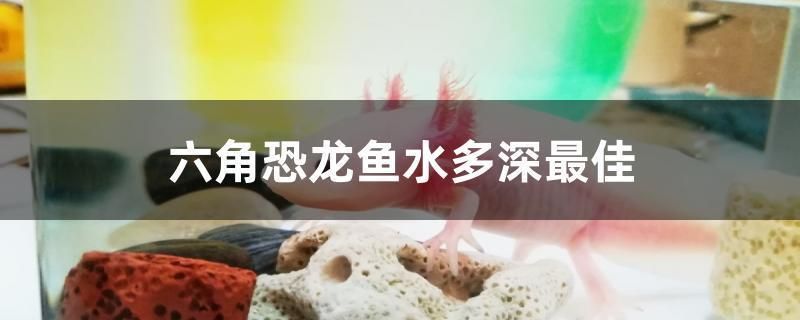 六角恐龍魚要多深的水：六角恐龍魚幼體飼養要點，六角恐龍魚水溫調控方法