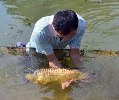 什么龍魚(yú)長(zhǎng)的最大：世界上最大的淡水魚(yú)之一巨骨舌魚(yú)體長(zhǎng)可達(dá)6米，體長(zhǎng)可達(dá)6米