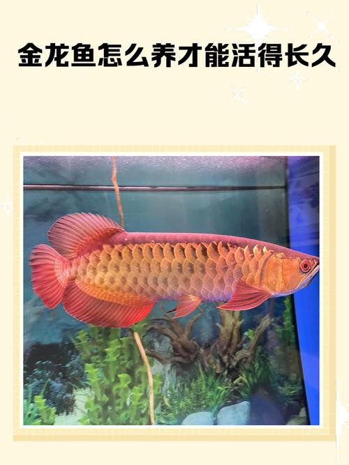 金龍魚怎么養發色好看圖片欣賞