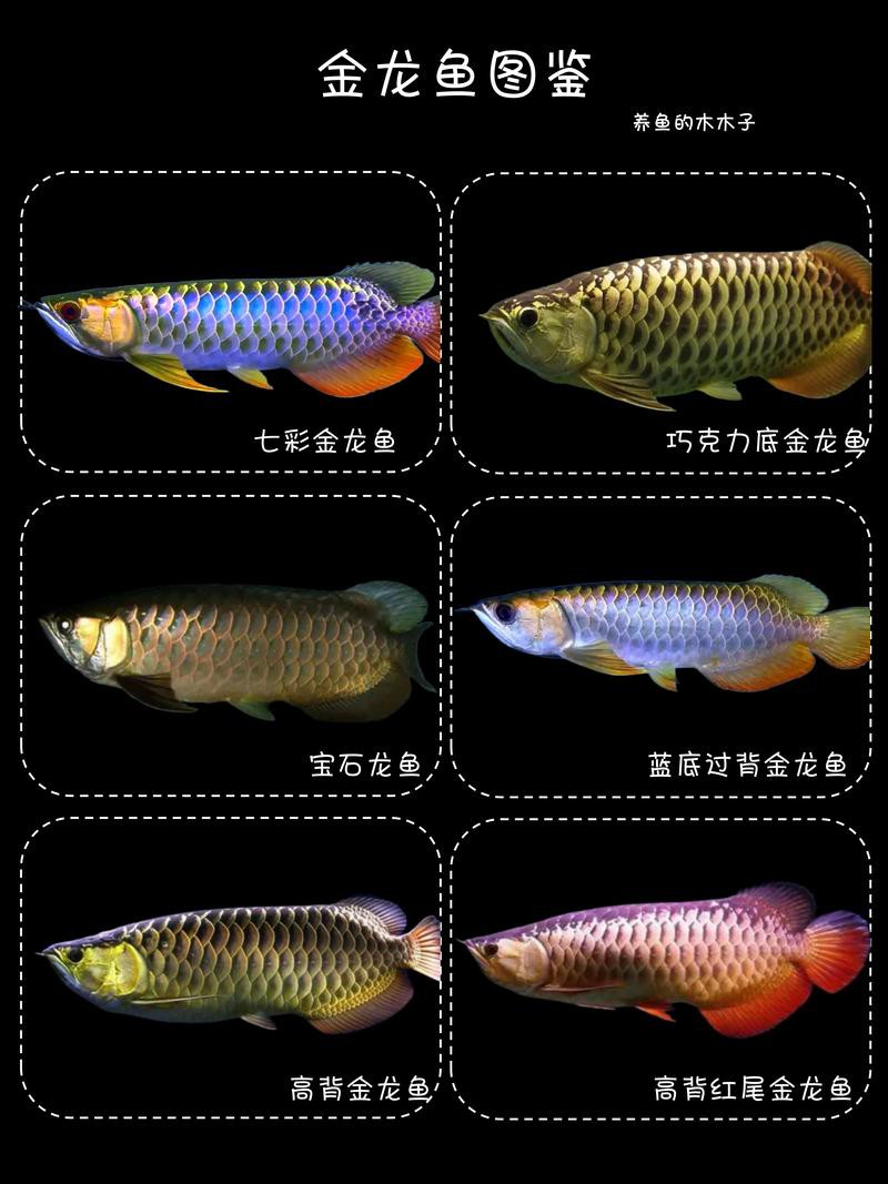 金龍魚怎么養發色好看圖片欣賞