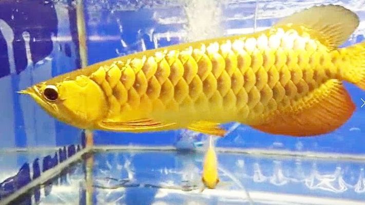 紅龍魚最好的品種在哪里可以買到（紅龍魚最好的品種在哪里可以買到呢）