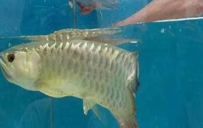 金龍魚不吃食什么原因：金龍魚不吃食怎么辦