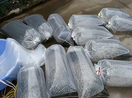 紅龍魚苗的運輸方式有哪些？