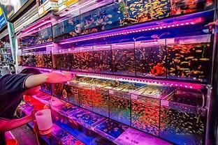 龍魚腹水會伴隨一生嗎 龍魚百科 第7張 龍魚腹水會伴隨一生嗎 龍魚腹水會伴隨一生嗎 龍魚百科 第7張