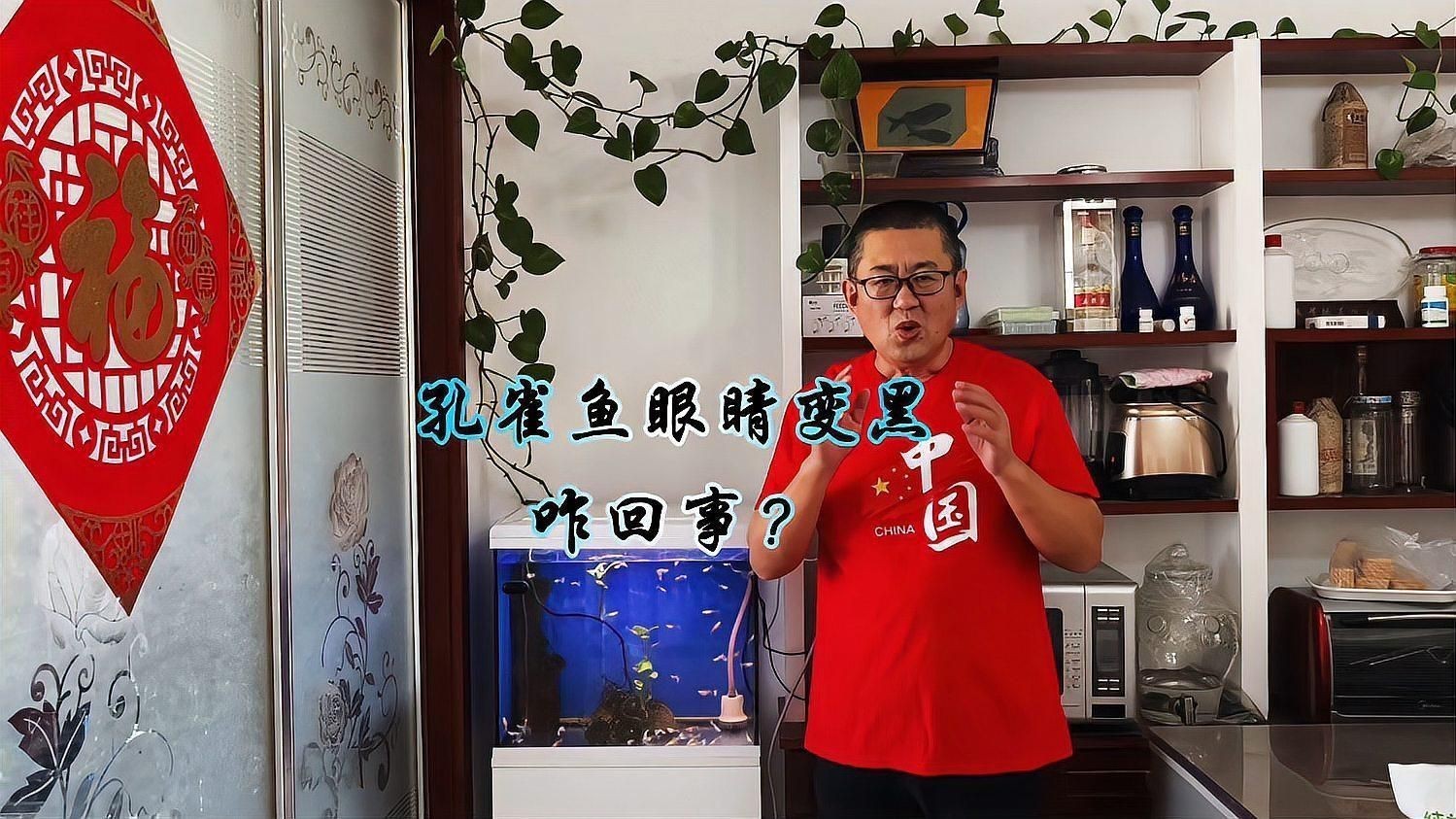 孔雀魚眼睛全黑正常嗎 孔雀魚眼睛全黑正常嗎 龍魚百科 第3張