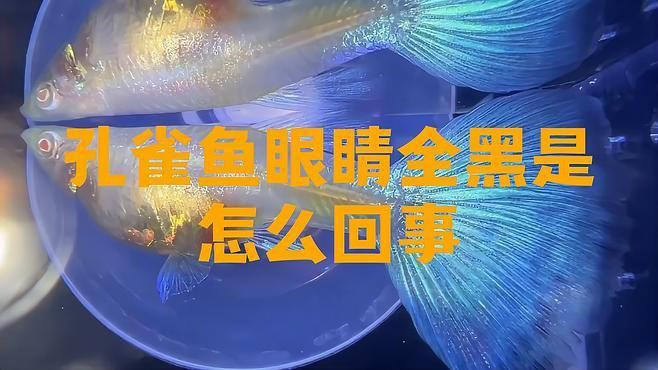 孔雀魚眼睛全黑正常嗎 孔雀魚眼睛全黑正常嗎 龍魚百科 第4張