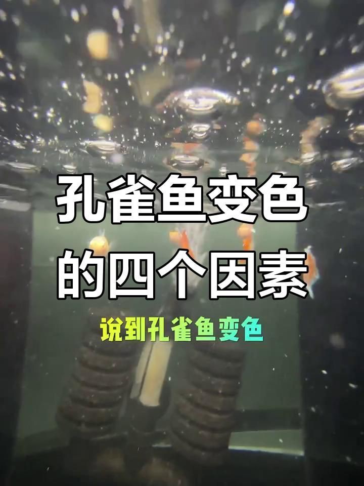 孔雀魚眼睛全黑正常嗎 孔雀魚眼睛全黑正常嗎 龍魚百科 第9張