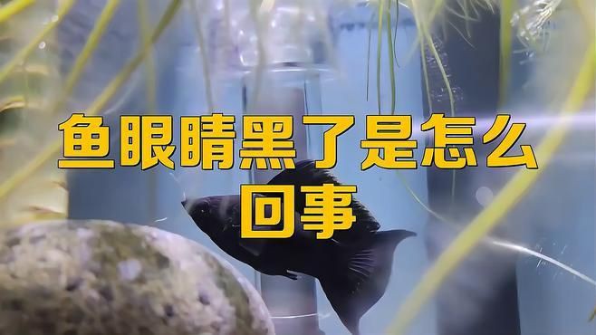 孔雀魚眼睛全黑正常嗎 孔雀魚眼睛全黑正常嗎 龍魚百科 第7張