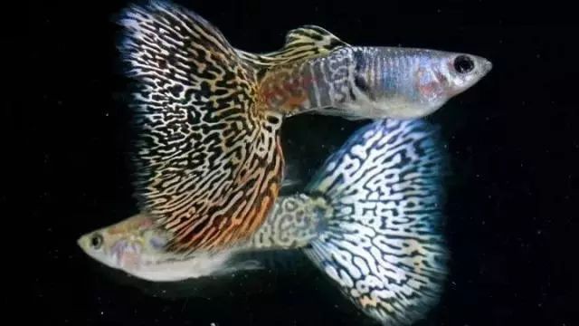 孔雀魚眼睛全黑正常嗎 孔雀魚眼睛全黑正常嗎 龍魚百科 第5張
