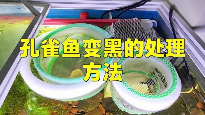 孔雀魚眼睛全黑正常嗎 孔雀魚眼睛全黑正常嗎 龍魚百科 第8張