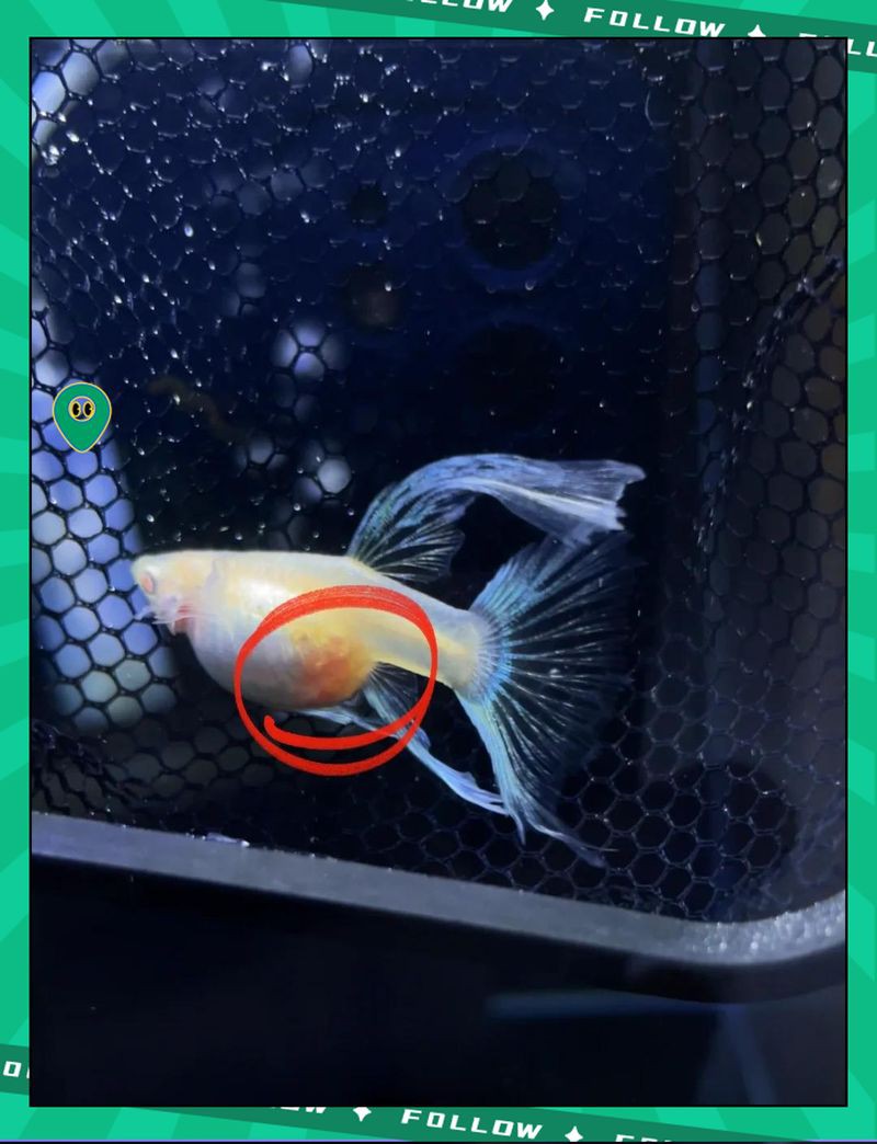 孔雀魚眼睛全黑正常嗎 孔雀魚眼睛全黑正常嗎 龍魚百科 第2張