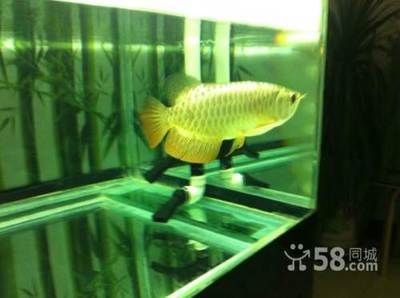 藍(lán)龍魚(yú)和金龍魚(yú)哪個(gè)好養(yǎng)活（藍(lán)龍魚(yú)和金龍魚(yú)哪個(gè)好養(yǎng)） 藍(lán)龍魚(yú)和金龍魚(yú)哪個(gè)好養(yǎng)活（藍(lán)龍魚(yú)和金龍魚(yú)哪個(gè)好養(yǎng)） 龍魚(yú)百科 第4張