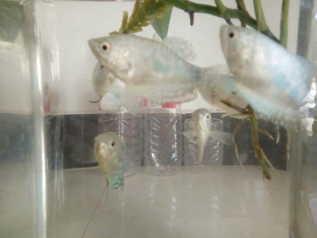 藍(lán)龍魚(yú)和金龍魚(yú)哪個(gè)好養(yǎng)活（藍(lán)龍魚(yú)和金龍魚(yú)哪個(gè)好養(yǎng)） 藍(lán)龍魚(yú)和金龍魚(yú)哪個(gè)好養(yǎng)活（藍(lán)龍魚(yú)和金龍魚(yú)哪個(gè)好養(yǎng)） 龍魚(yú)百科 第5張