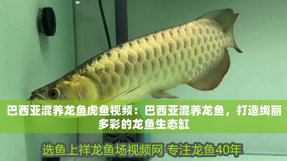 巴西亞混養(yǎng)龍魚虎魚視頻：巴西亞混養(yǎng)龍魚，打造絢麗多彩的龍魚生態(tài)缸