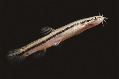 泥鰍怎么給龍魚吃：喂食龍魚泥鰍時，有一些處理和喂食的方法需要注意