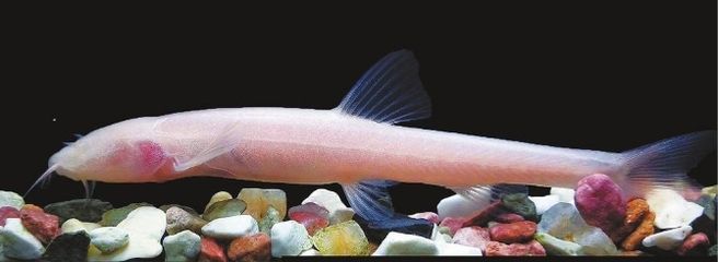 泥鰍怎么給龍魚吃：喂食龍魚泥鰍時，有一些處理和喂食的方法需要注意