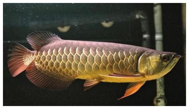 龍魚都有什么品種：龍魚品種介紹以及飼養(yǎng)注意事項(xiàng)