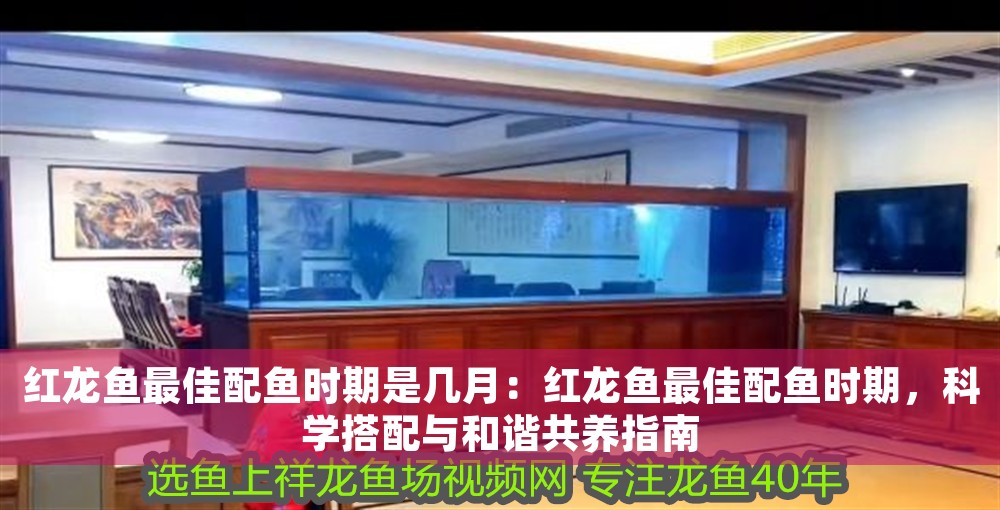 紅龍魚最佳配魚時期是幾月：紅龍魚最佳配魚時期，科學搭配與和諧共養指南 紅龍魚最佳配魚時期是幾月：紅龍魚最佳配魚時期，科學搭配與和諧共養指南 龍魚百科 第1張
