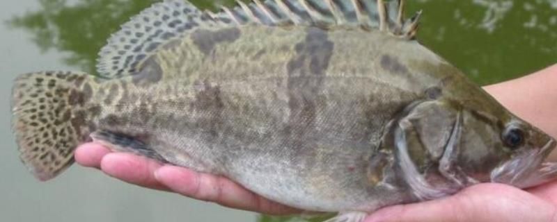 紅龍魚最佳配魚時期是幾月：紅龍魚最佳配魚時期，科學搭配與和諧共養指南 紅龍魚最佳配魚時期是幾月：紅龍魚最佳配魚時期，科學搭配與和諧共養指南 龍魚百科 第3張