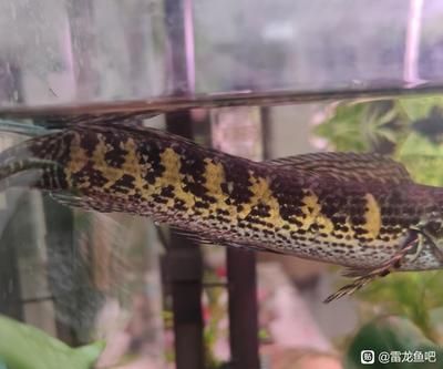 如何防止雷龍魚再次跳缸：雷龍魚常見疾病的預防