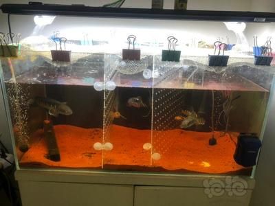 如何防止雷龍魚再次跳缸：雷龍魚常見疾病的預防
