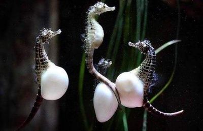 龍魚淡水魚還是咸水魚好養：龍魚是一種什么樣的魚？
