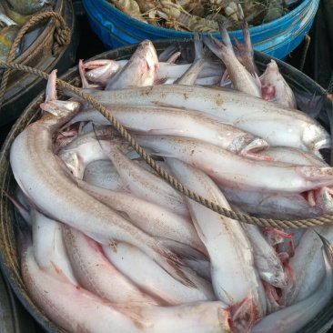 哪里可以買到新鮮的龍頭魚？ 哪里可以買到新鮮的龍頭魚？ 龍魚百科 第10張