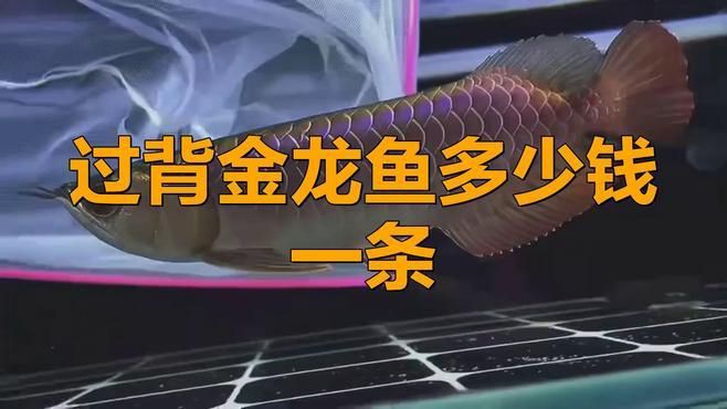 過背金龍魚多少錢一斤