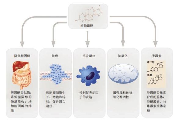 金龍魚價格表2023最新版：10公分金龍魚價格表