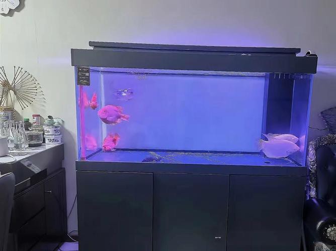 金九龍魚(yú)缸安裝圖 龍魚(yú)百科 第25張 金九龍魚(yú)缸安裝圖 金九龍魚(yú)缸安裝圖 龍魚(yú)百科 第25張