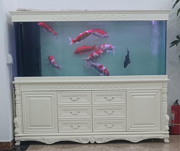 金九龍魚(yú)缸安裝圖 龍魚(yú)百科 第15張 金九龍魚(yú)缸安裝圖 金九龍魚(yú)缸安裝圖 龍魚(yú)百科 第15張