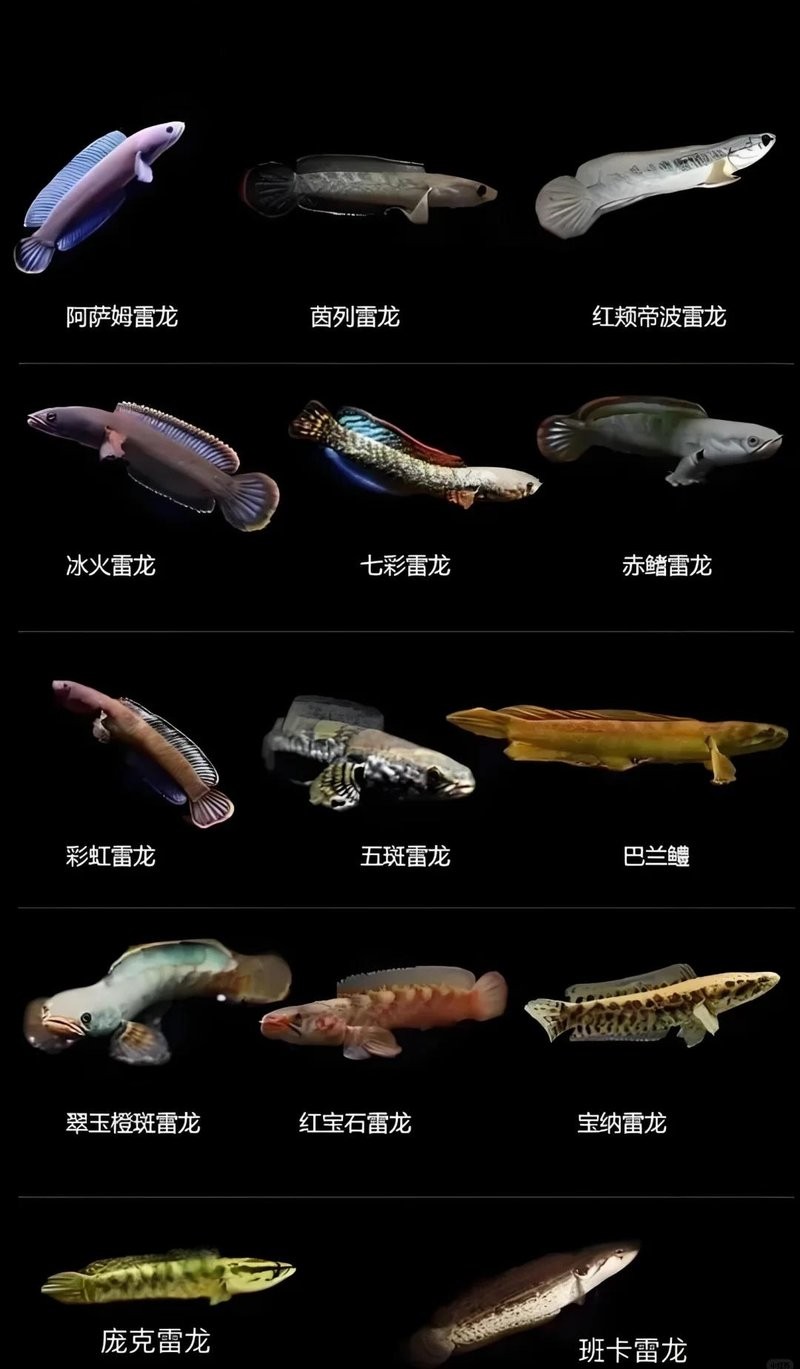 雷龍魚種類圖