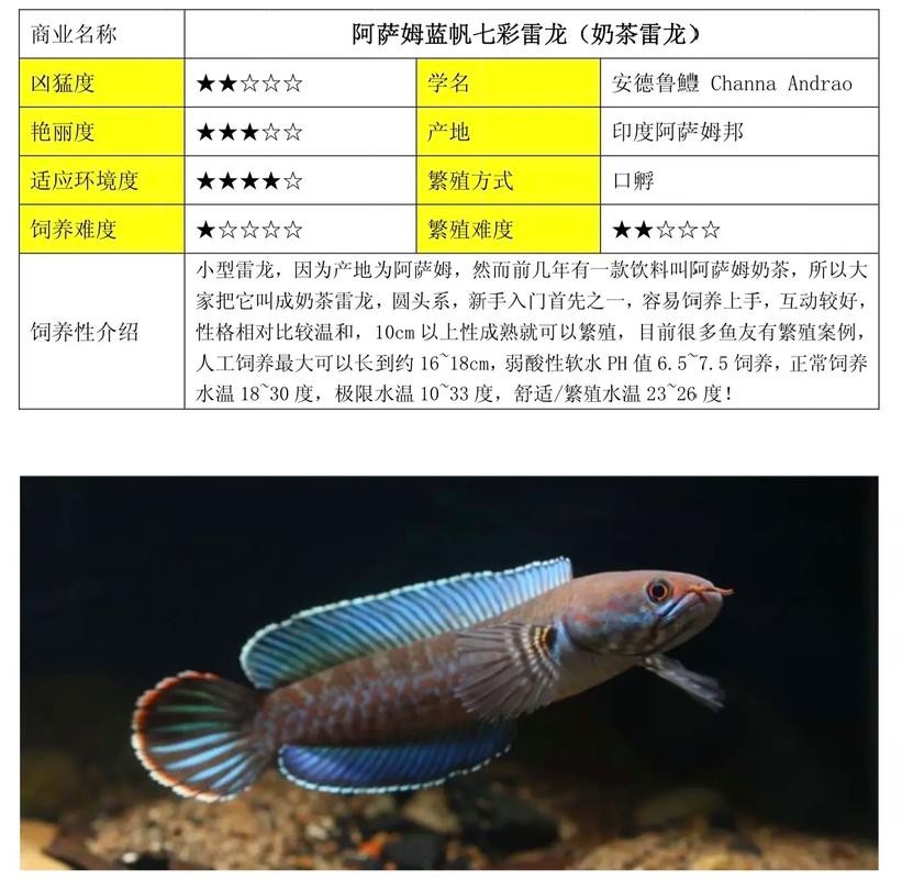 雷龍魚種類圖