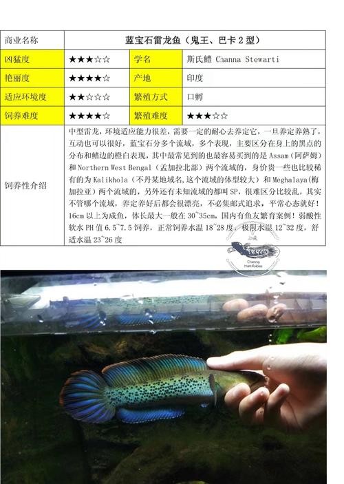 雷龍魚種類圖