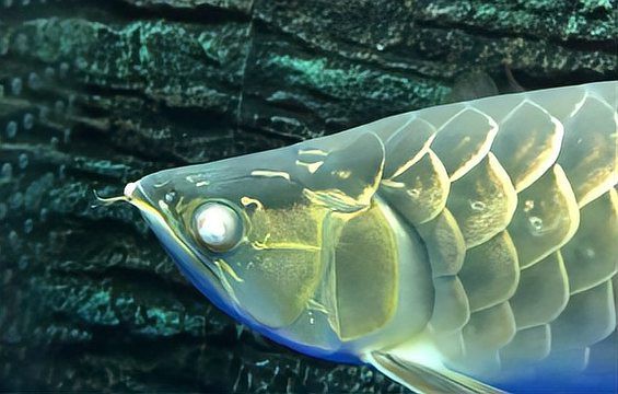 龍魚蒙眼病有哪些癥狀