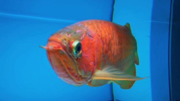 龍魚怎樣繁殖后代的：龍魚的繁殖后代的詳細步驟和注意事項