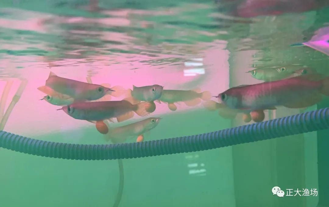 小紅龍魚飼養環境布置：小紅龍魚的飼養環境布置