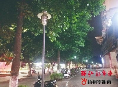 梧州市三龍大道龍魚轉盤（梧州市三龍大道龍魚轉盤是一個具有地標意義的地方） 梧州市三龍大道龍魚轉盤（梧州市三龍大道龍魚轉盤是一個具有地標意義的地方） 龍魚百科 第3張