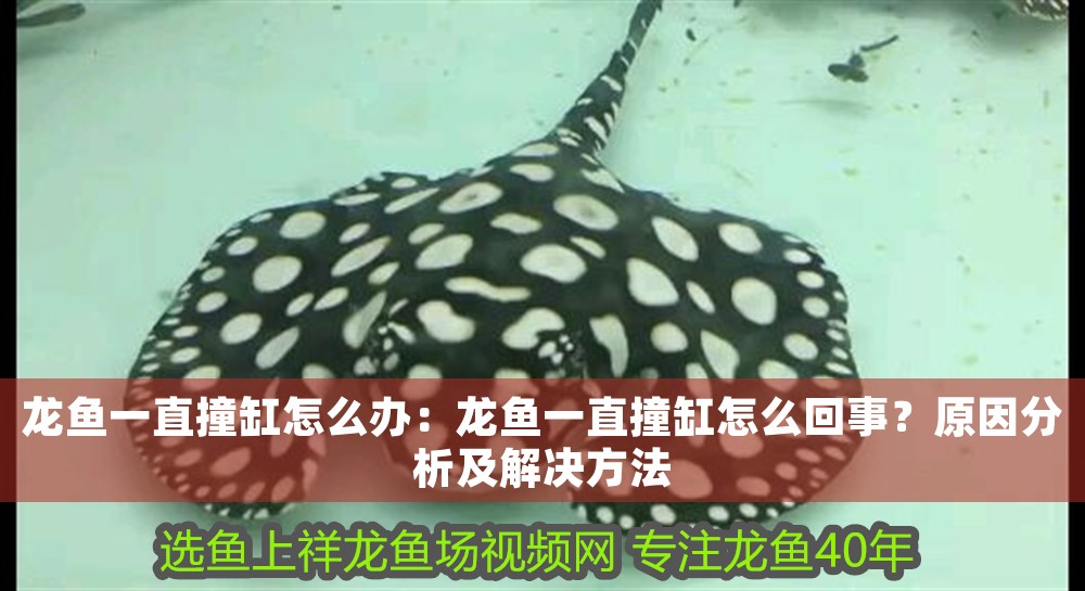 龍魚一直撞缸怎么辦：龍魚一直撞缸怎么回事？原因分析及解決方法