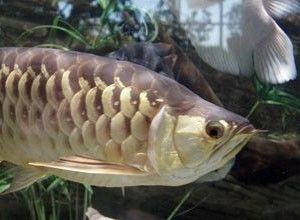 養(yǎng)龍魚有什么用處嗎（養(yǎng)龍魚的注意事項）
