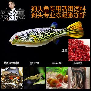 龍魚是否吃蘋果螺（龍魚會吃蘋果螺嗎？）
