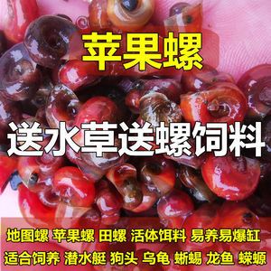 龍魚是否吃蘋果螺（龍魚會吃蘋果螺嗎？）