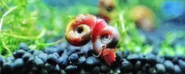 龍魚是否吃蘋果螺（龍魚會吃蘋果螺嗎？）