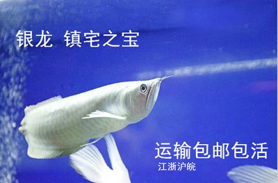 龍魚打氧能運輸多久的水：龍魚打氧能運輸多久的水，