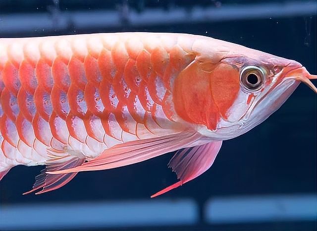 龍魚掉眼手術后又反復