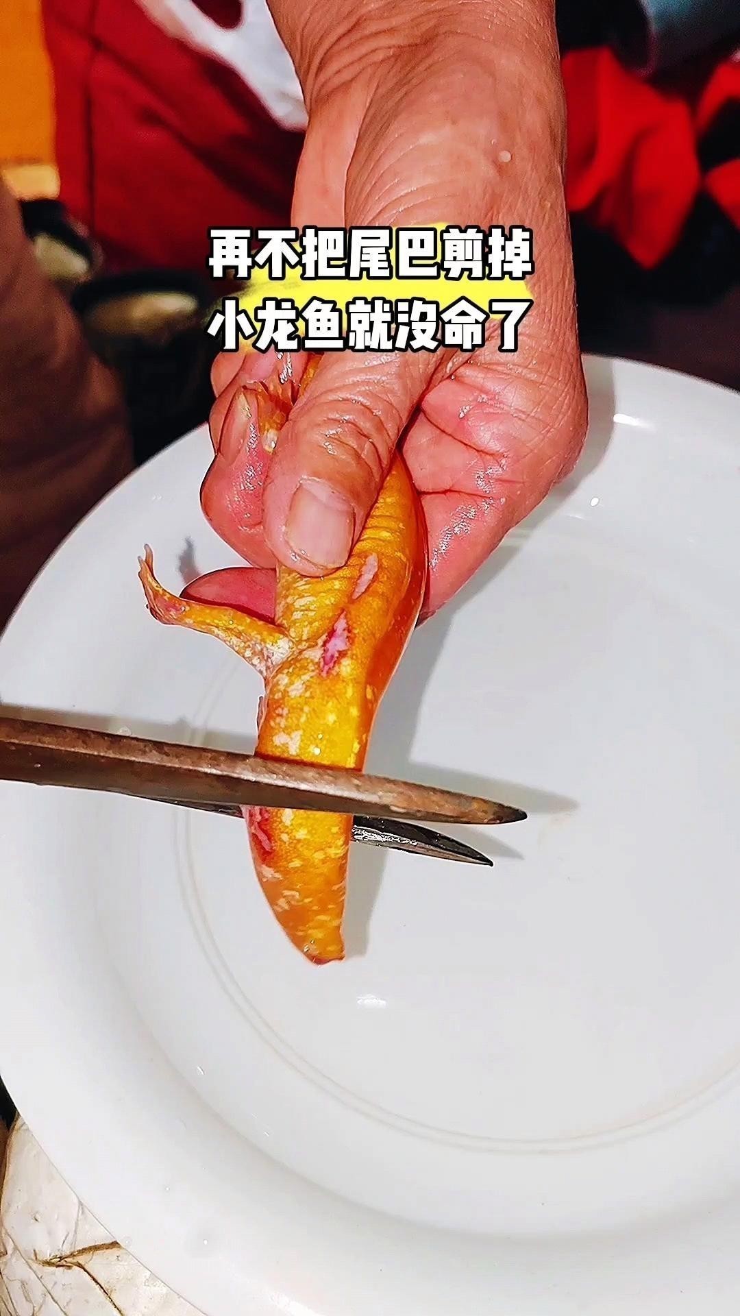 龍魚鰭爛手術后多久能恢復